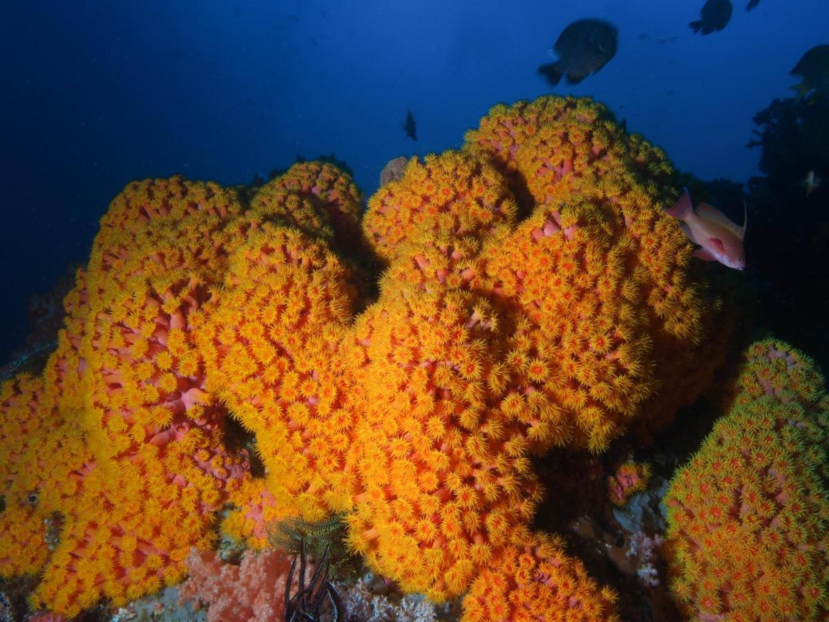 Blue Bay Divers Likupang Bangka Eksteriør billede